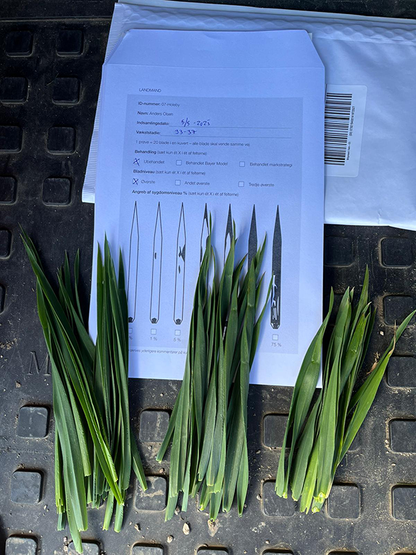 hvedeblade der ligger ovenpå en kuvert